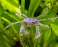 Freshwater Thai micro crab on aquatic plants, front view