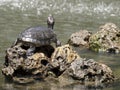 Freshwater Turtle