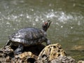 Freshwater Turtle