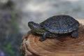 Freshwater Turtle 2 Royalty Free Stock Photo