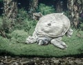 freshwater turtle chinese trionix swims under water close up