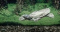 freshwater turtle chinese trionix swims under water close up