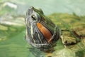 Freshwater turtle, an exotic pet, swims, sticks its head Royalty Free Stock Photo