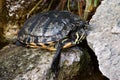 Freshwater turtle Royalty Free Stock Photo