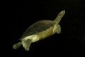 Freshwater turtle Royalty Free Stock Photo