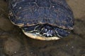 Freshwater turtle Royalty Free Stock Photo