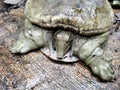 A freshwater turtle with a smooth shell Royalty Free Stock Photo