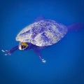 Freshwater Turtle Swimming in a Pond