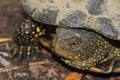 Freshwater turtle with yellow spots close up Royalty Free Stock Photo