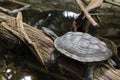 A turtle resting on top of a semi-submerged wood Royalty Free Stock Photo