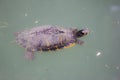 Freshwater turtles Freshwater turtles are small or medium-sized turtles among the most common in homes as pets.