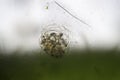 Freshwater Vorticella Campanula. Benthos by microscope. Water Life Royalty Free Stock Photo