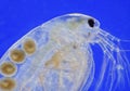 Freshwater water flea (Daphnia magna) Royalty Free Stock Photo