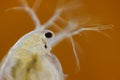 Freshwater water flea (Daphnia magna) Royalty Free Stock Photo