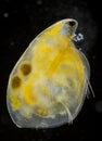 Freshwater water flea Simocephalus vetulus with eggs