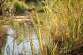 freshwater wetland with dragonflies and other insects flitting among the reeds