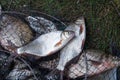 Freshwater white bream or silver bream on landing net