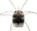 Freshwater zooplankton. Decapoda Water Mite. Hydrachnidae on light background