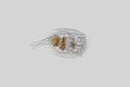 Freshwater zooplankton Rotifer or Rotifera Euchlanis Royalty Free Stock Photo