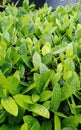 freshy greeny leaf Royalty Free Stock Photo