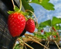 Fresh red strawberry in pot