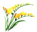 Fresia Flower watercolour