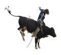 Fresian Bucking Bull with Cowboy
