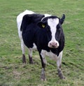 Fresian cow Royalty Free Stock Photo