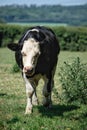 Fresian cow roaming in rural pasture