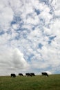 Fresian cows grazing Royalty Free Stock Photo
