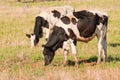 Fresian cows grazing Royalty Free Stock Photo