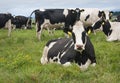 Fresian Cows Royalty Free Stock Photo