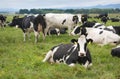 Fresian Cows Royalty Free Stock Photo