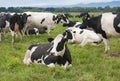 Fresian Cows Royalty Free Stock Photo