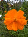 Fress flower