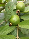 Fress guava and 2 young guaave with green plant Royalty Free Stock Photo
