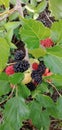 fress mulbery fruits