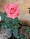 Fress roses at my home,, nice color