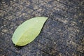 Fressness of Green leaf with dew water drops on wet concrete floor Royalty Free Stock Photo