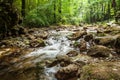 Forest stream in summer Royalty Free Stock Photo