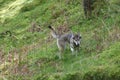 Freya, (Kennel Name: Machine Lady Artemis), Northern Inuit (Direwolf), Wythburn Fells, Cumbria