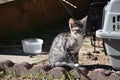 Freya kitten Poses next to her Pet Carrier eagerly awaiting her next adventure