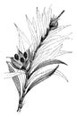 Freycinetia Cumingiana vintage illustration