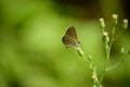 Freyeria putli butterfly nectaring on flower Royalty Free Stock Photo