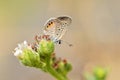 Freyeria trochylus , The Grass Jewel butterfly