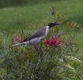 Friarbird feasting on flowering bottlebrush bush