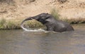 Frican Elephant, Loxodonta Africana, using his trunk to splash water