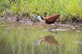 Frican jacana plod along on water plants chasing small insects Royalty Free Stock Photo