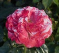 \'Frida Kahlo\' Floribunda Rose in Bloom.