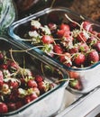 Fridge shelves loaded with fresh summer garden strawberries in containers Royalty Free Stock Photo